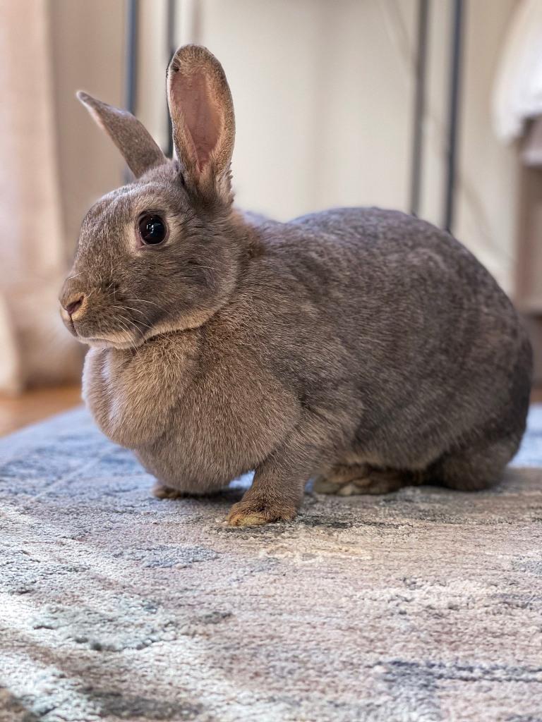 bunny rescue rabbit Memphis adopt Mid-South TN