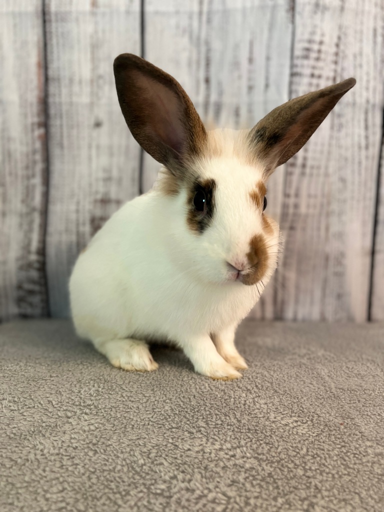 Rabbit bunny adopt foster Lionhead Memphis TN MS AR Midsouth Mid South